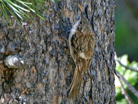 Brown Creeper (Certhia americana)