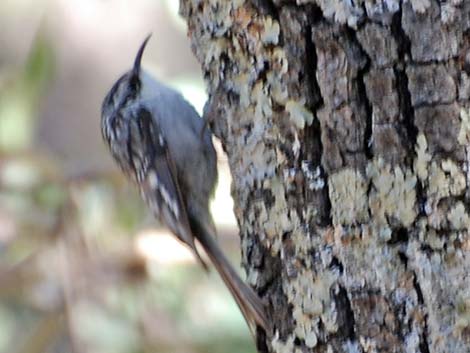 Brown Creeper (Certhia americana)