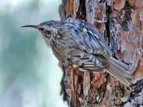 Brown Creeper (Certhia americana)