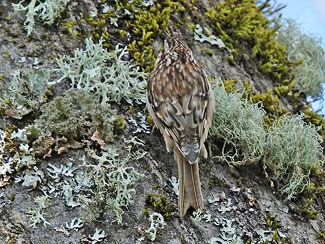 Brown Creeper (Certhia americana)