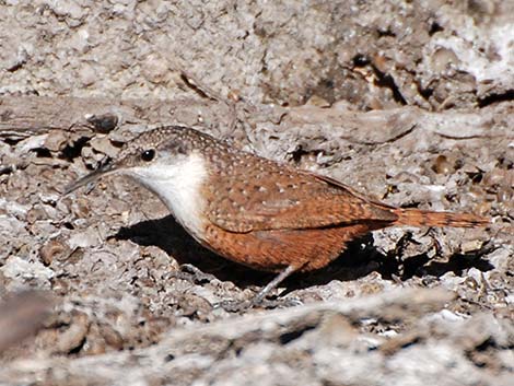 Canyon Wren (Catherpes mexicanus)