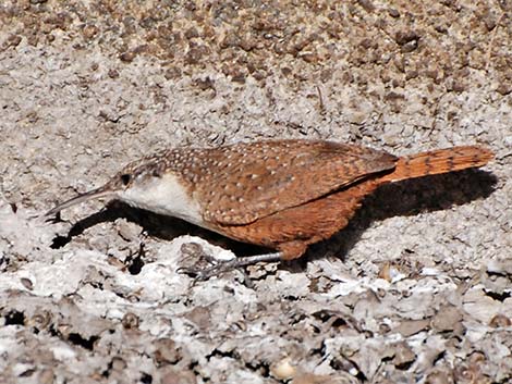 Canyon Wren (Catherpes mexicanus)