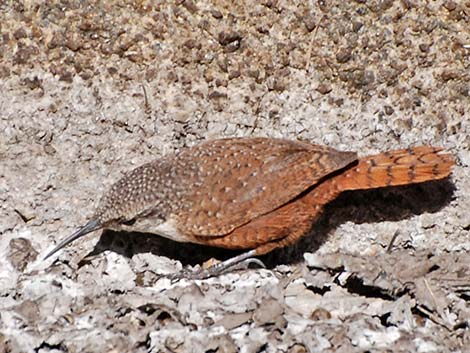 Canyon Wren (Catherpes mexicanus)