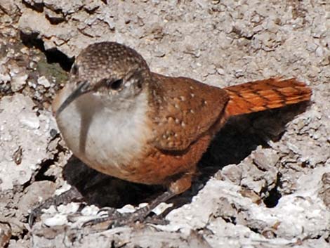 Canyon Wren (Catherpes mexicanus)