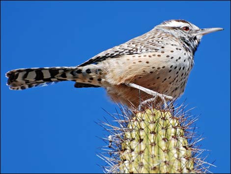 Cactus Wren (Campylorhynchus brunneicapillus)