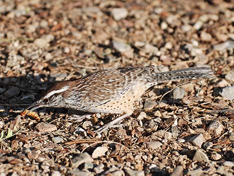 Cactus Wren (Campylorhynchus brunneicapillus)