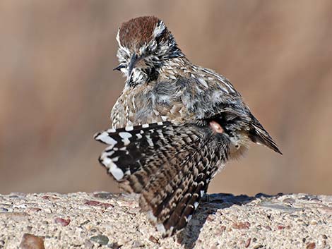 Cactus Wren (Campylorhynchus brunneicapillus)