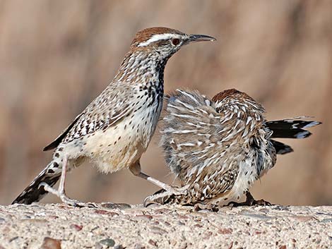 Cactus Wren (Campylorhynchus brunneicapillus)