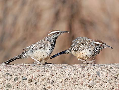 Cactus Wren (Campylorhynchus brunneicapillus)