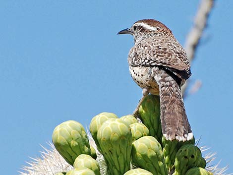 Cactus Wren (Campylorhynchus brunneicapillus)