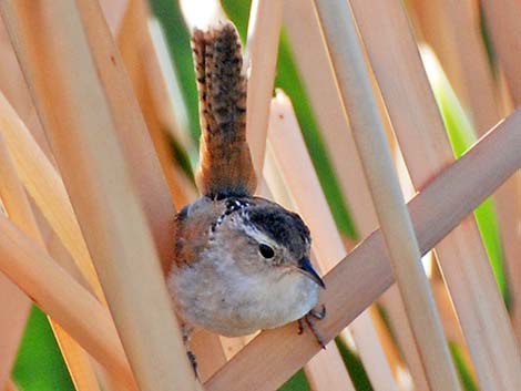 Marsh Wren (Cistothorus palustris)