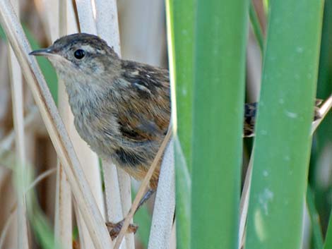 Marsh Wren (Cistothorus palustris)