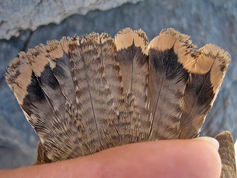 Rock Wren (Salpinctes obsoletus)