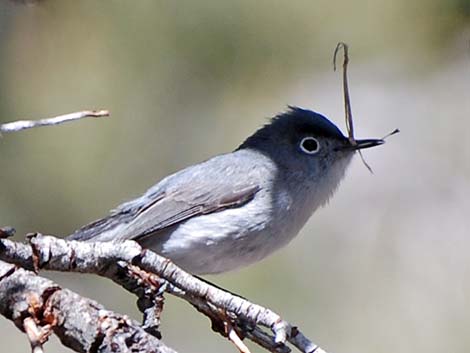 Blue-gray Gnatcatcher (Polioptila caerulea)