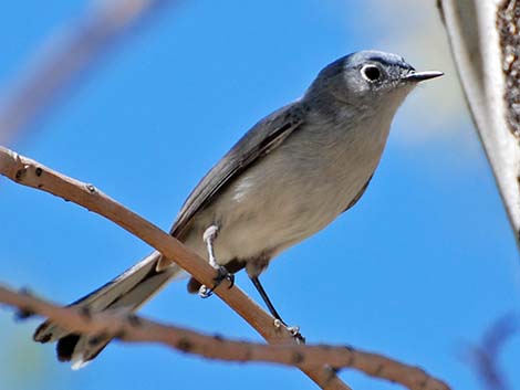 Blue-gray Gnatcatcher (Polioptila caerulea)