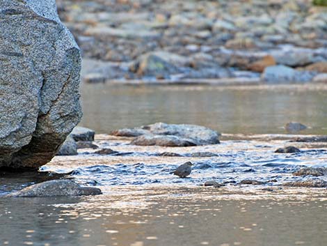 American Dipper (Cinclus mexicanus)