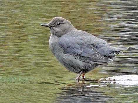 Cinclidae (Dipper)