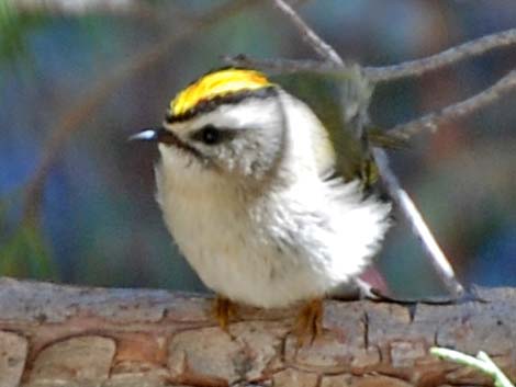 Golden-crowned Kinglet (Regulus satrapa)