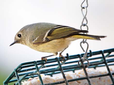 Ruby-crowned Kinglet (Regulus calendula)