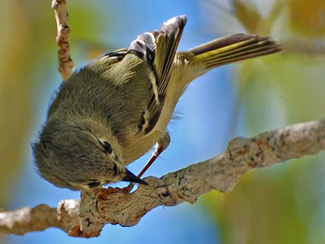 Ruby-crowned Kinglet (Regulus calendula)