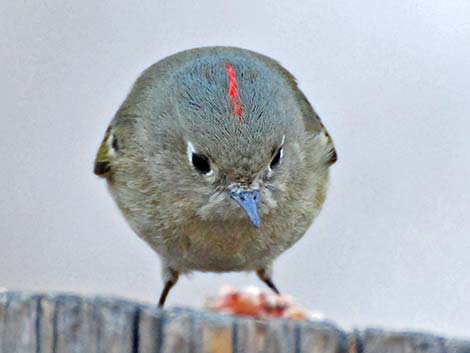 Ruby-crowned Kinglet (Regulus calendula)