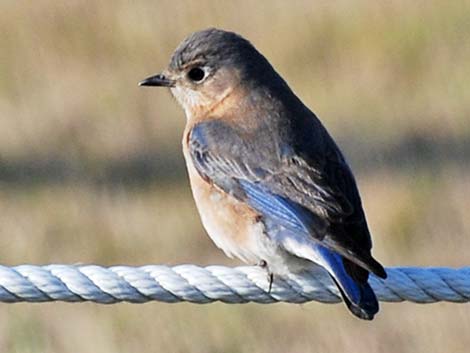 Eastern Bluebird (Sialia sialis)