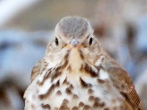 Hermit Thrush (Catharus guttatus)