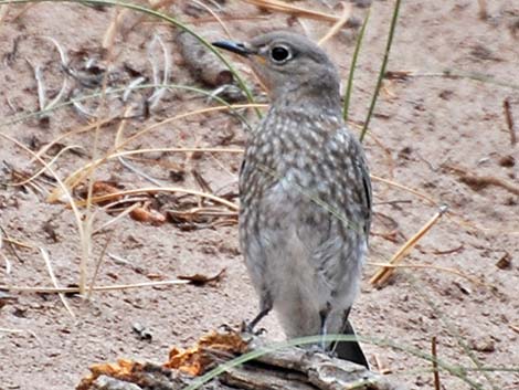 Mountain Bluebird (Sialia currucoides)