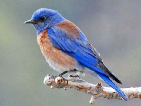 Western Bluebird (Sialia mexicana)