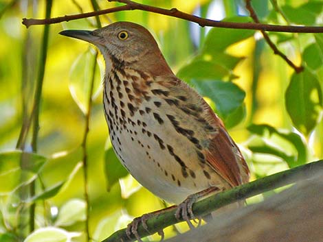 Brown Thrasher (Toxostoma rufum)