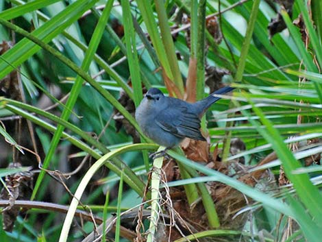 Gray Catbird (Dumetella carolinensis)