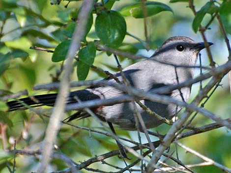 Gray Catbird (Dumetella carolinensis)