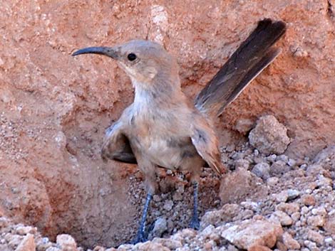 LeConte's Thrasher (Toxostoma lecontei)