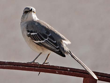 Northern Mockingbird (Mimus polyglottos)