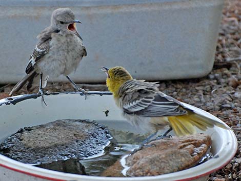 Northern Mockingbird (Mimus polyglottos)