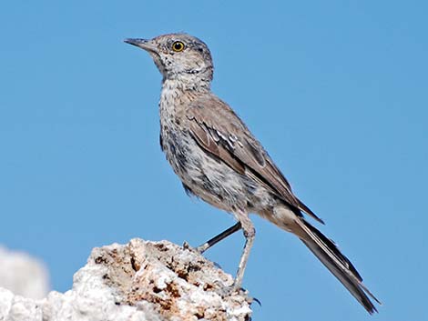 Sage Thrasher (Oreoscoptes montanus)