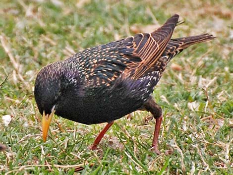 European Starling (Sturnus vulgaris)