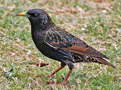 European Starling (Sturnus vulgaris)