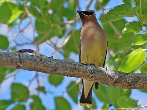 Cedar Waxwing (Bombycilla cedrorum)