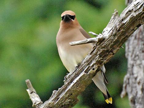 Cedar Waxwing (Bombycilla cedrorum)