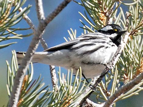 Black-throated Gray Warbler (Dendroica nigrescens)