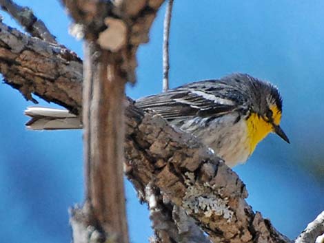 Grace's Warbler (Setophaga graciae)