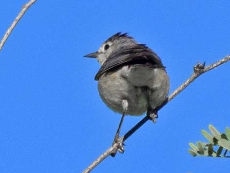 Lucy's Warbler (Oreothlypis luciae)