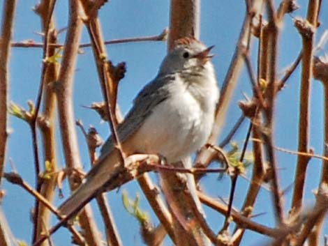 Lucy's Warbler (Oreothlypis luciae)