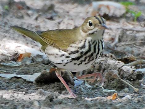 Ovenbird (Seiurus aurocapillus)