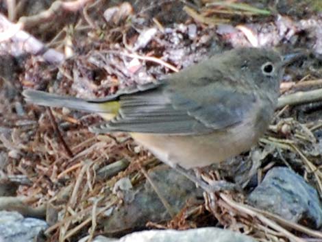 Virginia's Warbler (Vermivora virginiae)