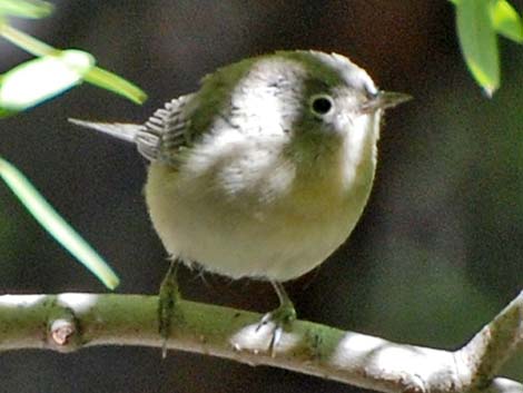 Virginia's Warbler (Vermivora virginiae)