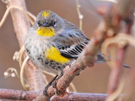 Audubon's Yellow-rumped Warblers (Dendroica coronata auduboni)