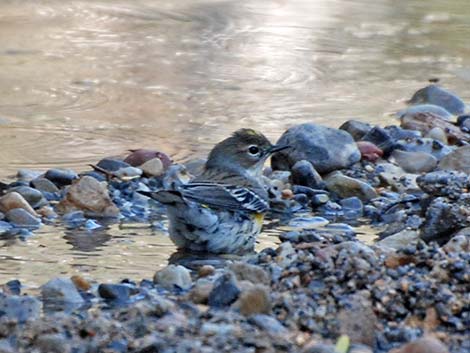 Audubon's Yellow-rumped Warbler (Setophaga coronata auduboni)