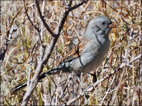 Black-chinned Sparrow (Spizella atrogularis)